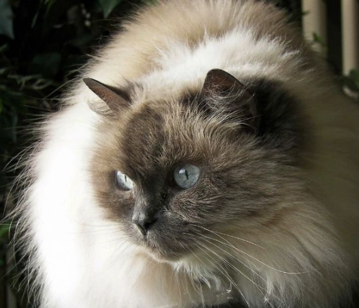 Himalayan cat vs Ragdoll cat