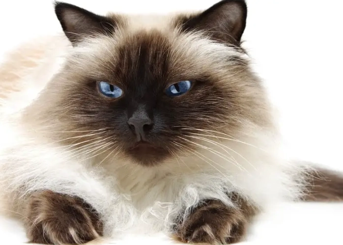 Himalayan cat full grown