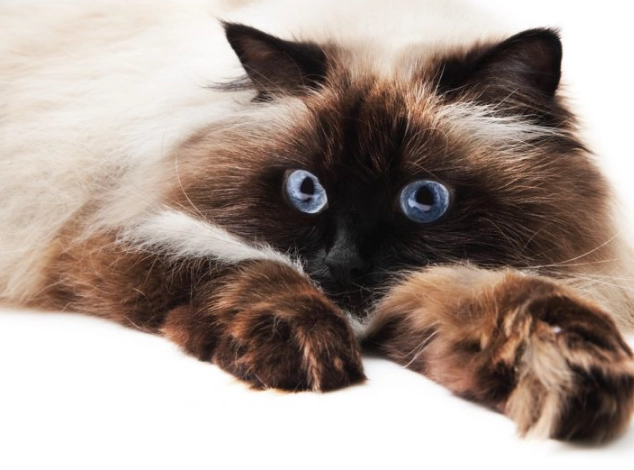 hypoallergenic cat breeds