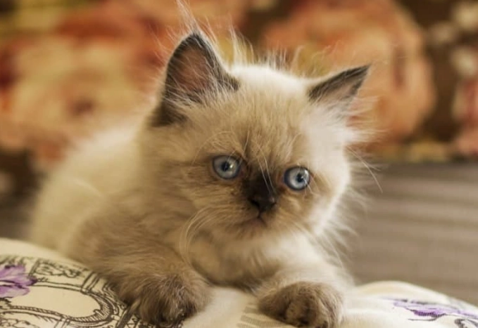 Himalayan cat cost