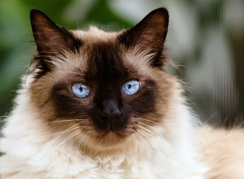 hypoallergenic cat breeds