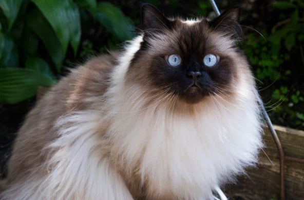 buy Himalayan cat