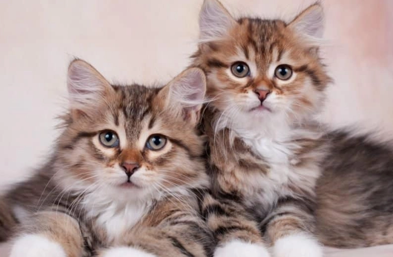 Siberian cat weight Siberian cat weight