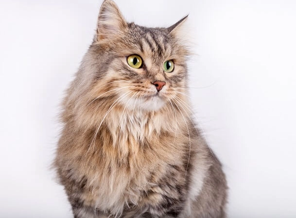 large cat breeds large cat breeds