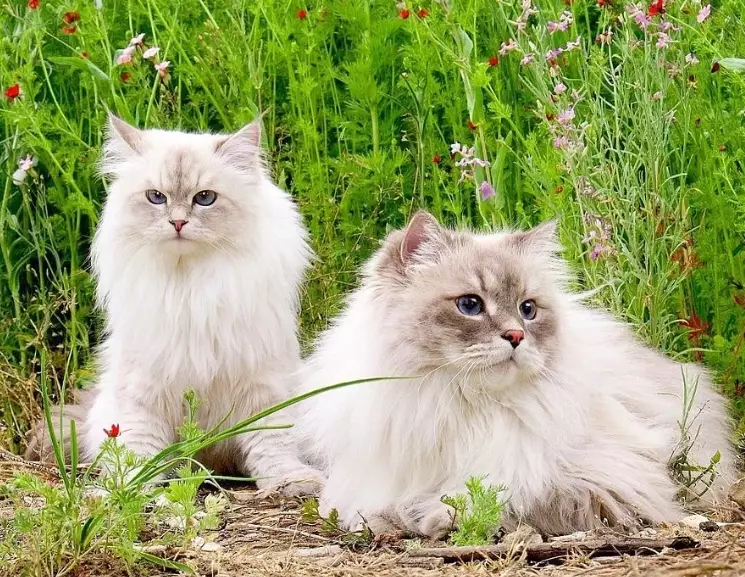 Siberian hypoallergenic cat