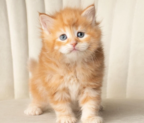 orange Siberian cat