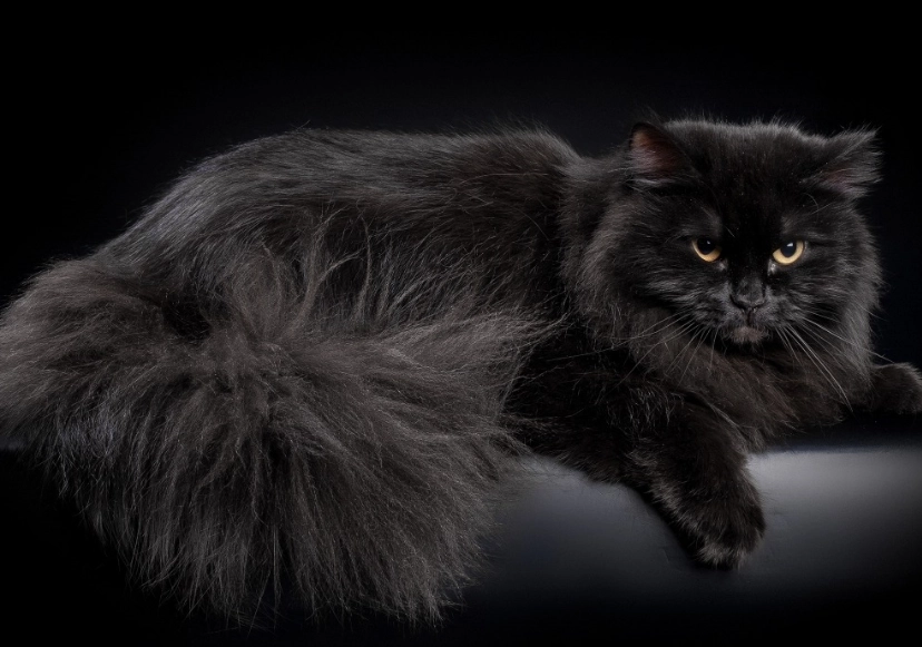 black Siberian cat