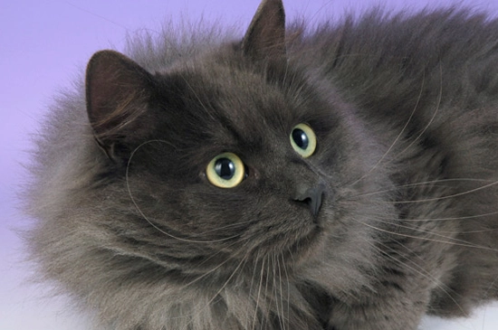 black Siberian kitten