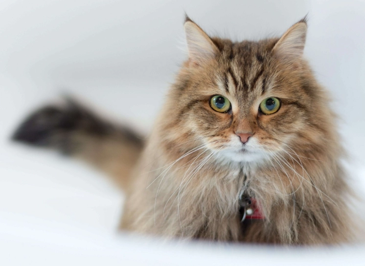 siberian cat cost