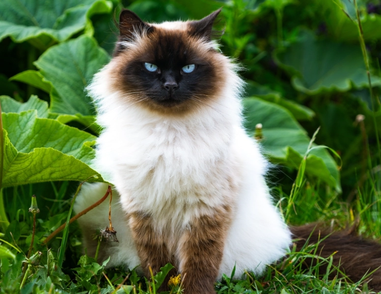 Himalayan cat lifespan