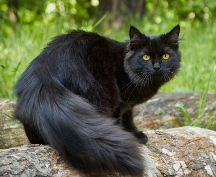 black Siberian cat