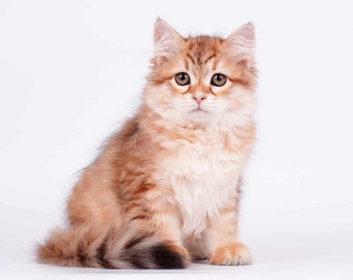 how much does a siberian cat cost