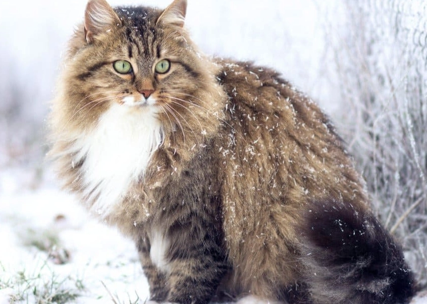 siberian cat price