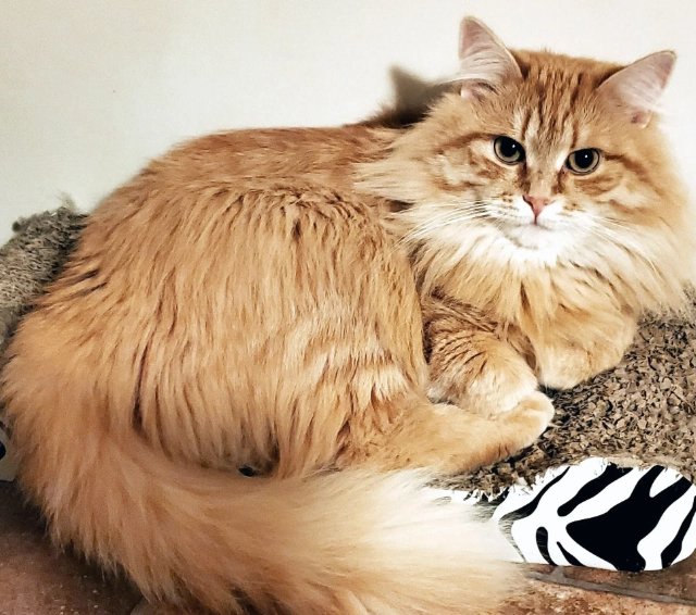 orange Siberian cat