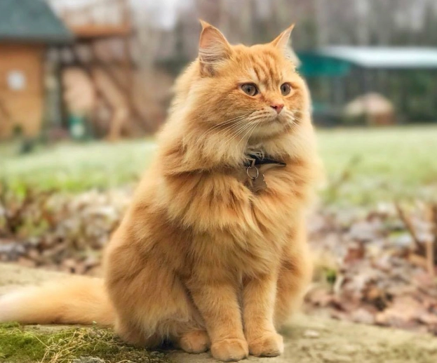 orange Siberian cat
