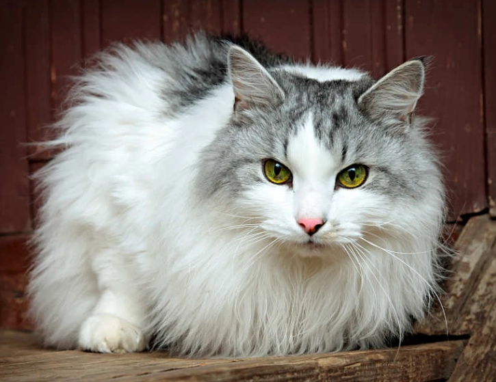 siberian cat price
