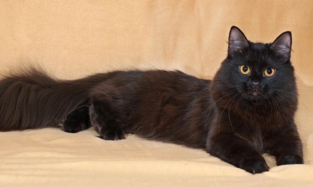 black Siberian kitten