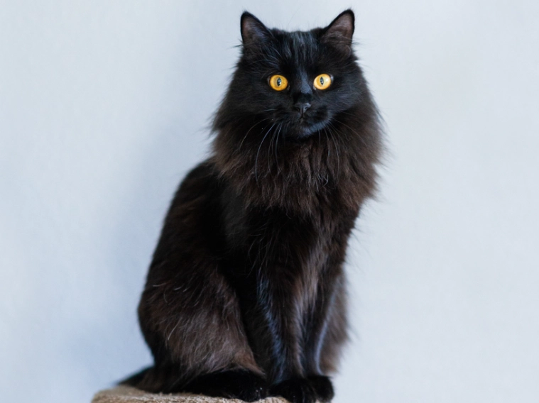 black Siberian kitten