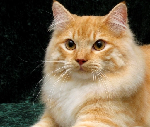 Siberian cat care