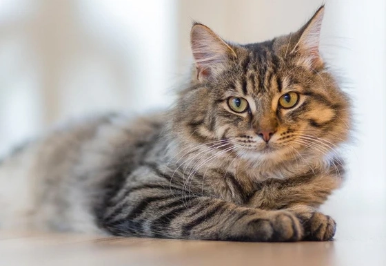 Siberian cat health problems
