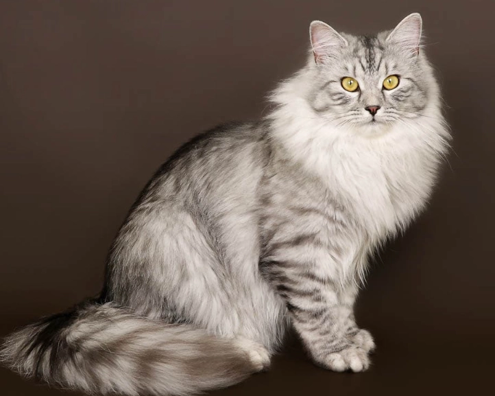 hypoallergenic Siberian cat