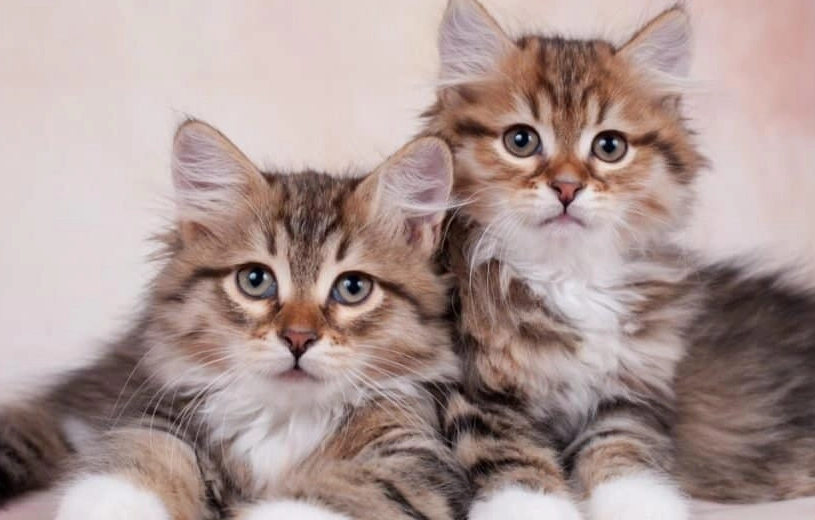 siberian cat cost