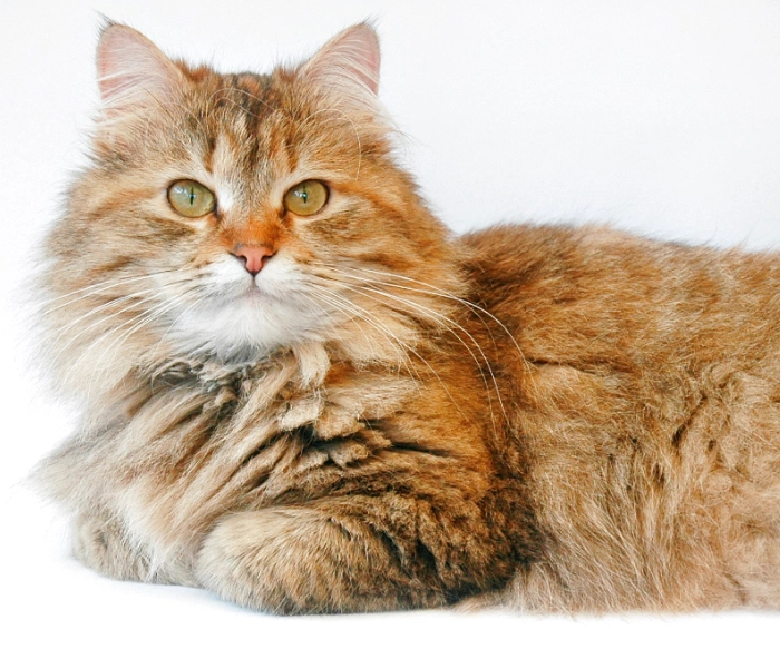 Siberian hypoallergenic cat