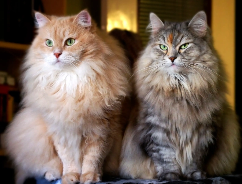 large cat breeds large cat breeds