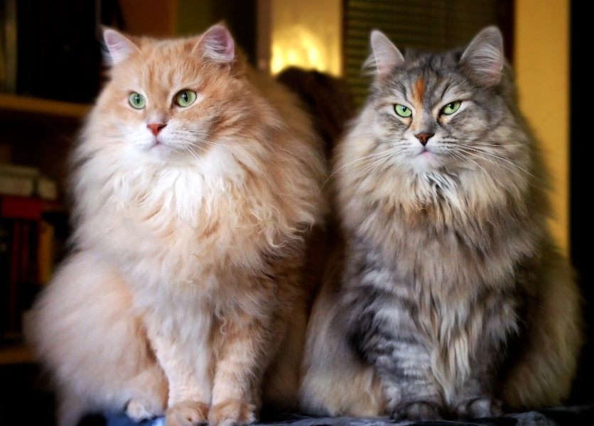 Siberian cat personality