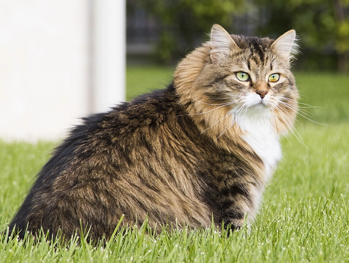 Siberian cat weight Siberian cat weight