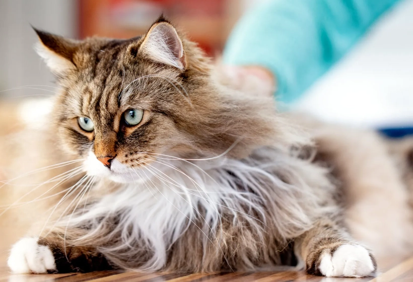 Siberian cat hypoallergenic Siberian cat hypoallergenic