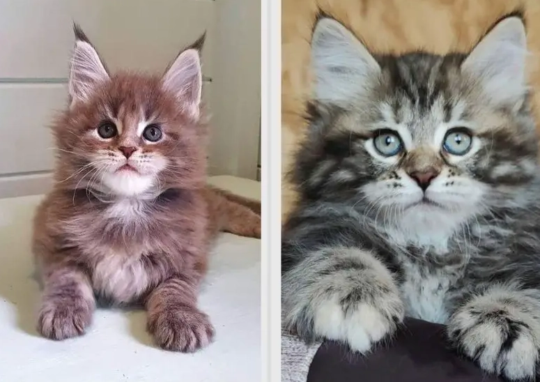 cat breed comparison