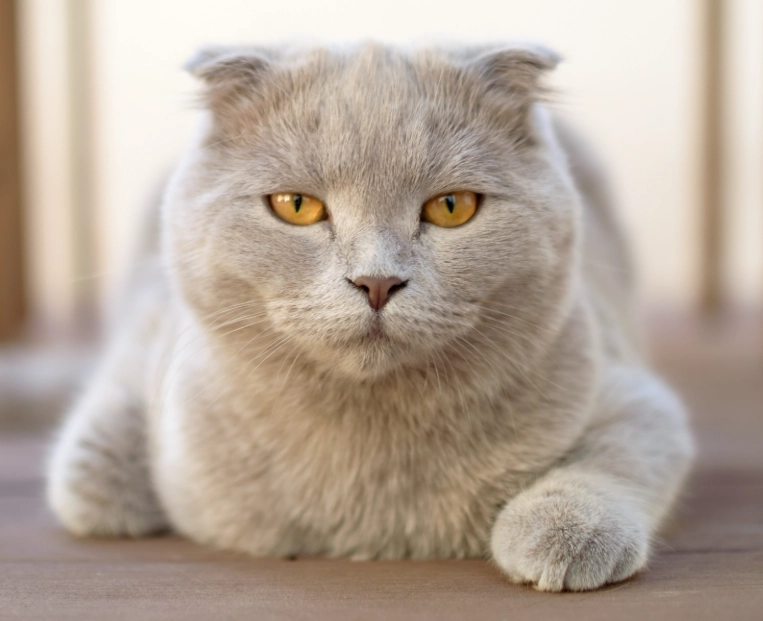 best cat breeds