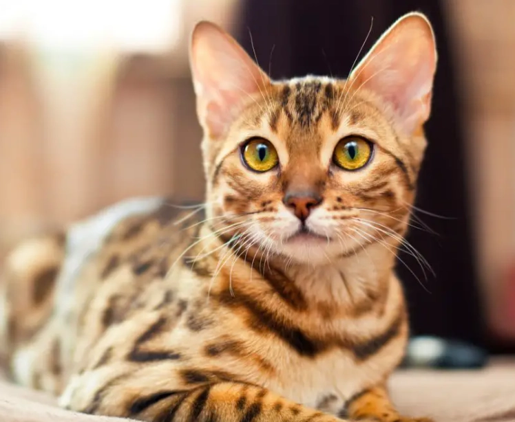 cat breed characteristics