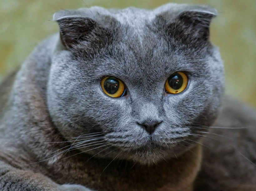 low maintenance cat breeds