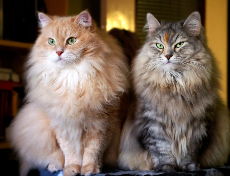Siberian cat care Siberian cat care