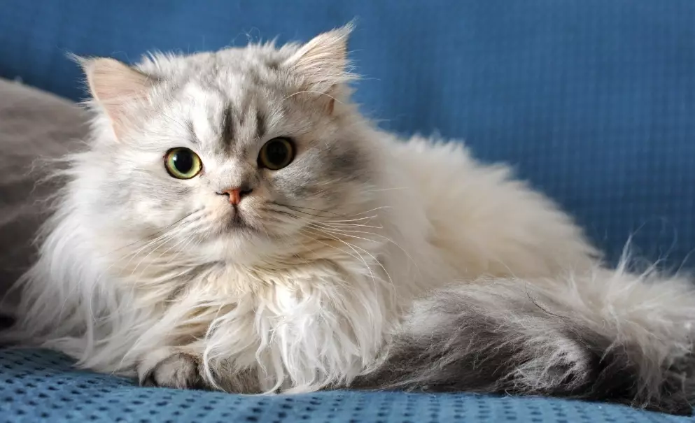 family friendly cat breeds