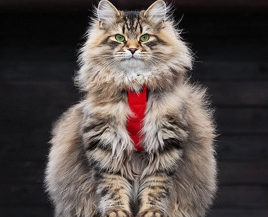 cat breed comparison