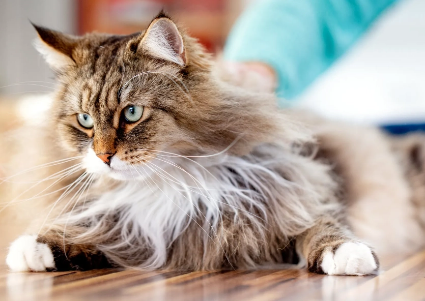 Siberian cat independence