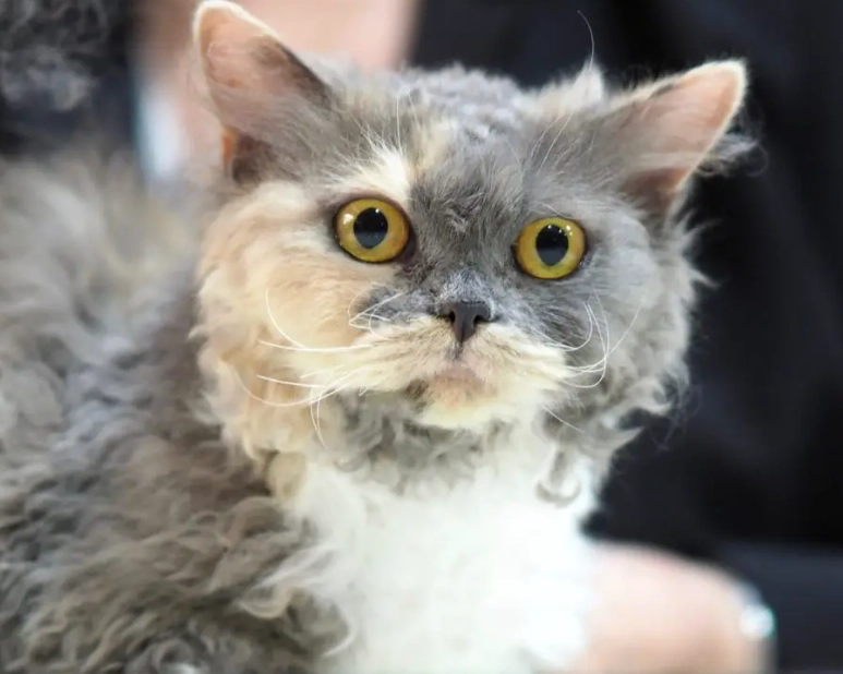 best cat for families