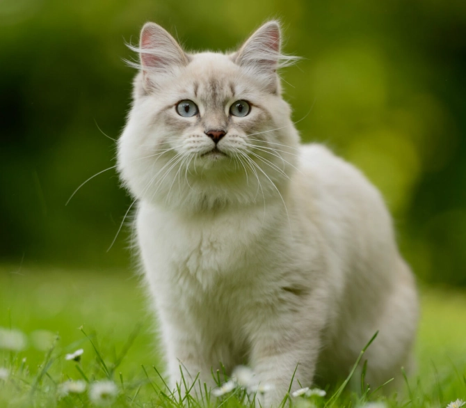 Siberian cat personality Siberian cat personality