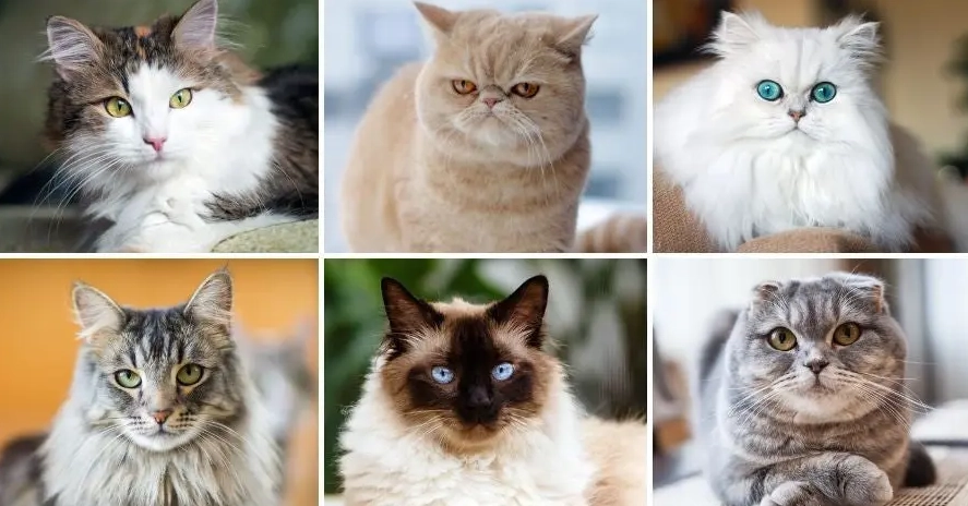 cat breeds