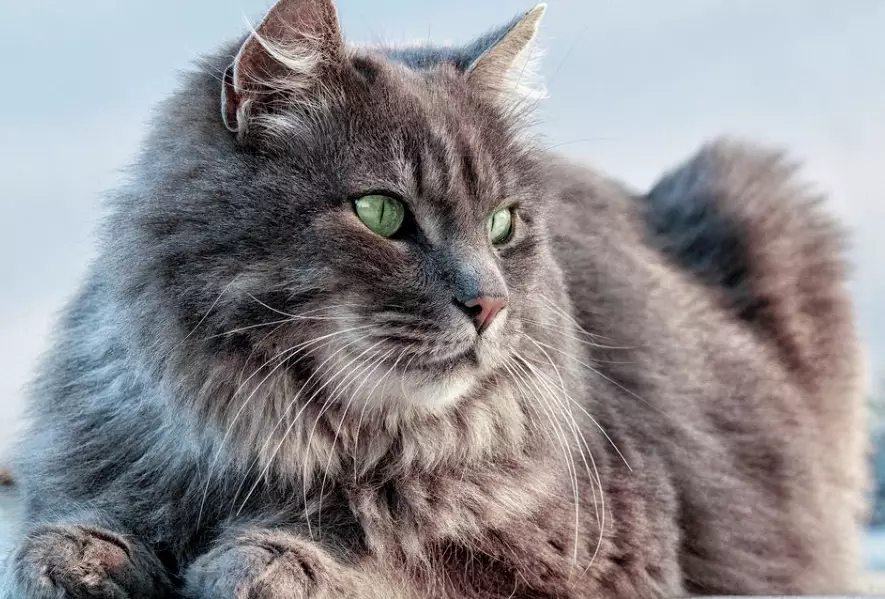 Siberian cat alone