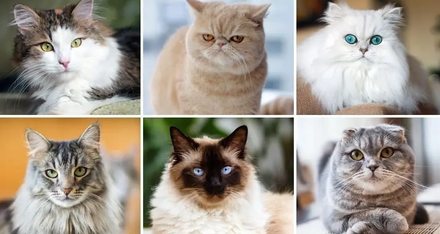 cat breeds list