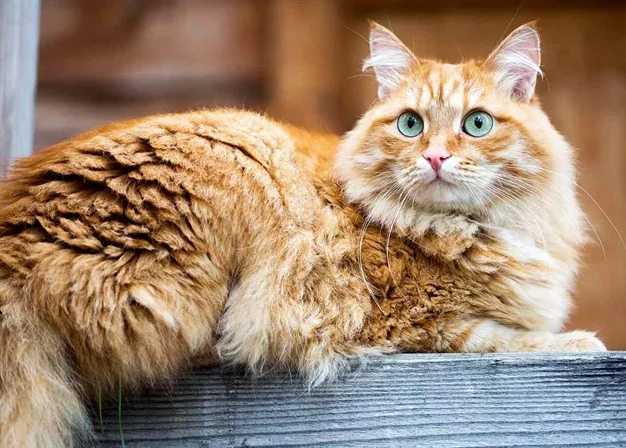 Siberian cat care Siberian cat care