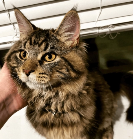 Maine Coon