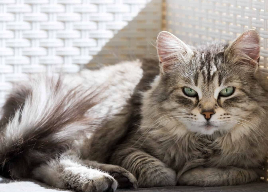 Siberian cat hypoallergenic Siberian cat hypoallergenic
