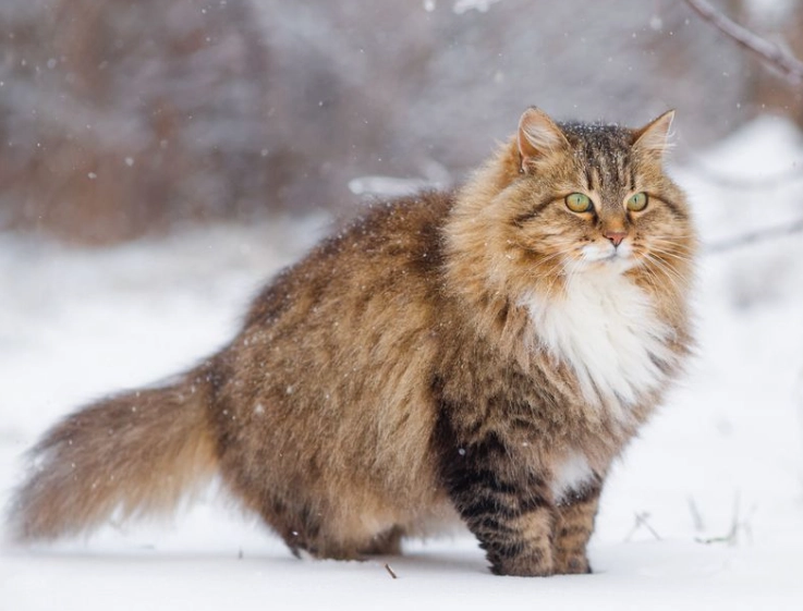 leaving cat home alone