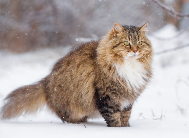 Siberian cat personality Siberian cat personality