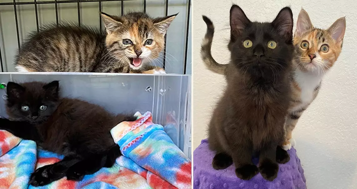 new cat adjustment period